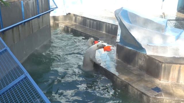 Медвежата доигрались, что выкинули конус зрителям. 28.06.2024 смотреть онлайн