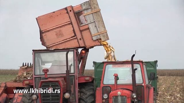 LK HIBRIDI - 3 Hibrida Kukuruza: Bećar, Delija I Sremac - Popinci