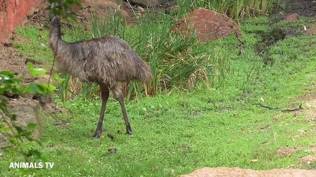 Emu Biggest Bird In The World Ever Recorded ! смотреть онлайн