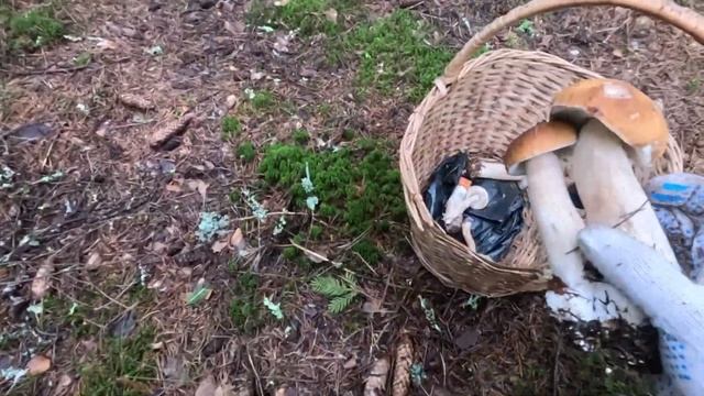 Июльская грибалка 2024 года в Ленинградской области смотреть онлайн