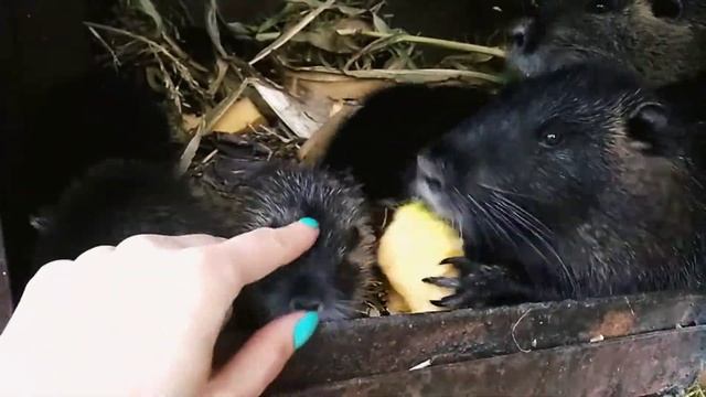 14. Семья нутрий. Нутрята+в конце видео бонус!) смотреть онлайн