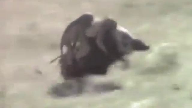 Обезьяны гонщики смотреть онлайн