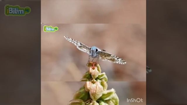 Курт кумурскалардын жашоо тиричилиги