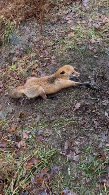 Big Male Red Fox #trapping #redfox #outdoors смотреть онлайн