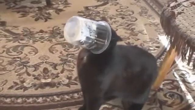 Кошка и сметана смотреть онлайн