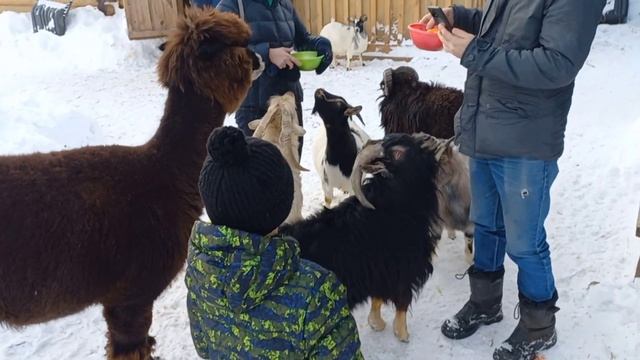 A deer farm in Russia. Part II. Two pregnant goats, alpacas, sheep and cute dogs смотреть онлайн