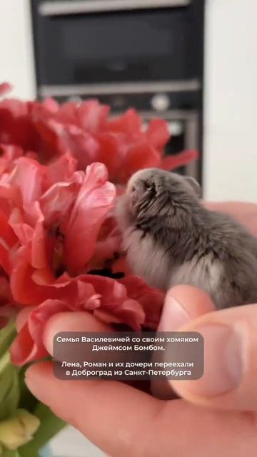 Семья Василевич: "Джеймс стал для всех нас маленьким комочком радости" смотреть онлайн