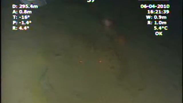 Spot prawn, octopus, and flat fish смотреть онлайн