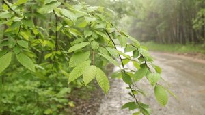 Дождь в лесу