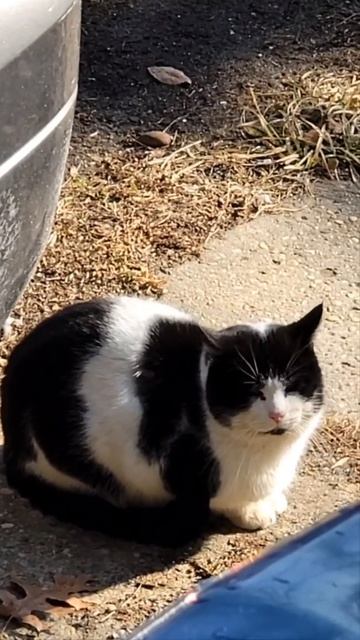 Stray Cow Print 🐄 Cat 🐈 Introducing new Stray Neighborhood Community Kitty Cat that I named Cowie 🐄 смотреть онлайн