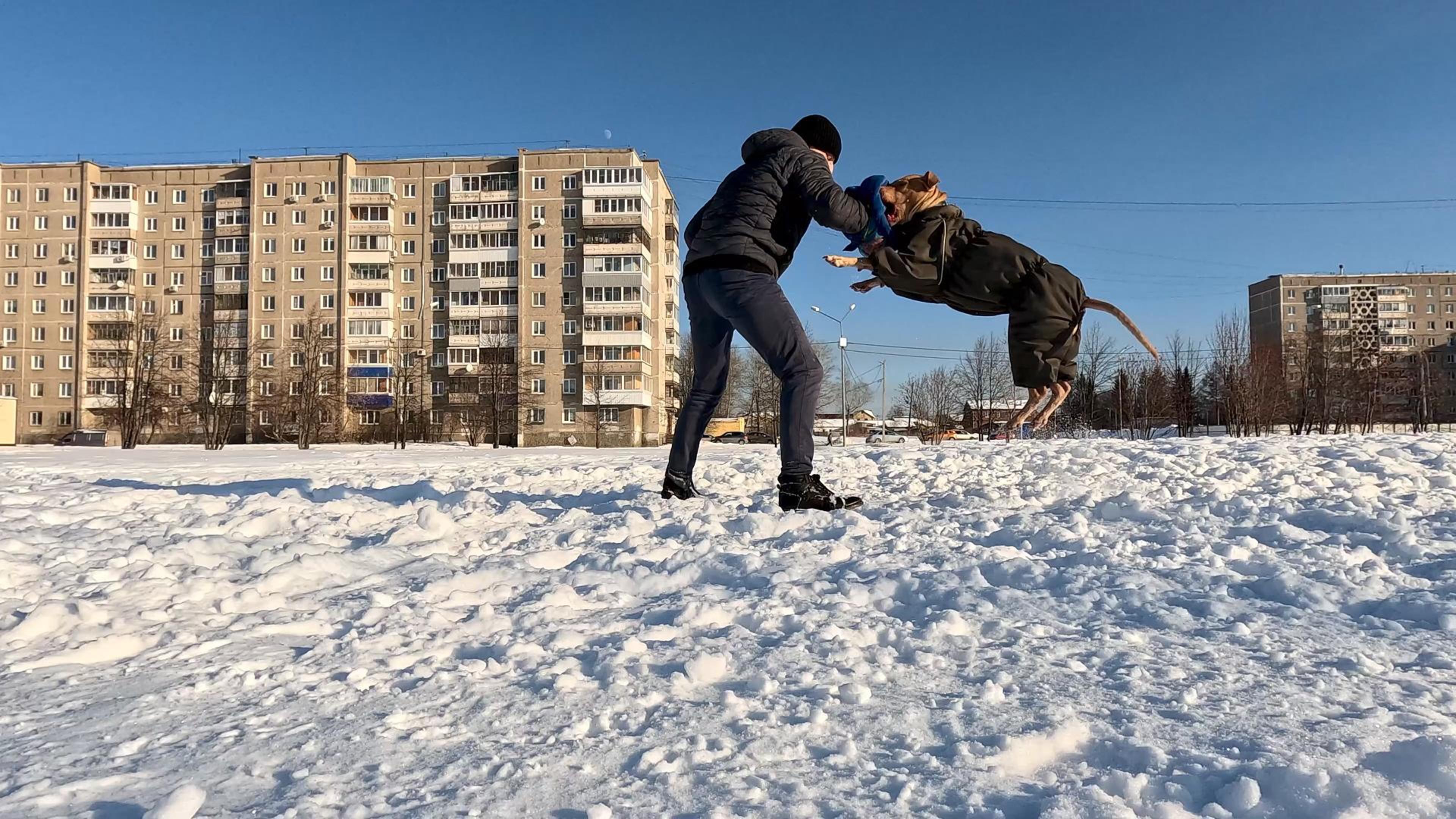 Питбуль - Кусь и нету руки😂 смотреть онлайн