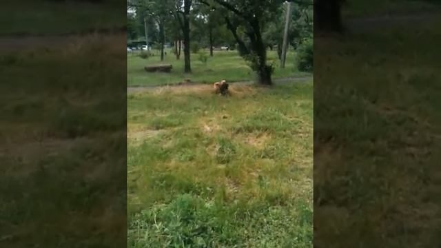 Гуляем вместе :)))) Лучшее видео 2016!!!!!!!! смотреть онлайн