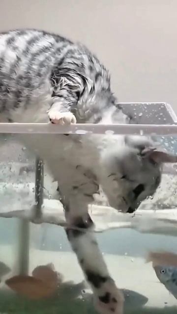 cat and fish #funny #fannycats #cat смотреть онлайн