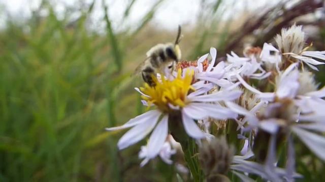 bee on sea aster смотреть онлайн