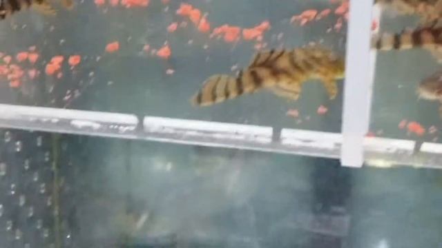 L397 from FISH BOX AQUARIUM смотреть онлайн