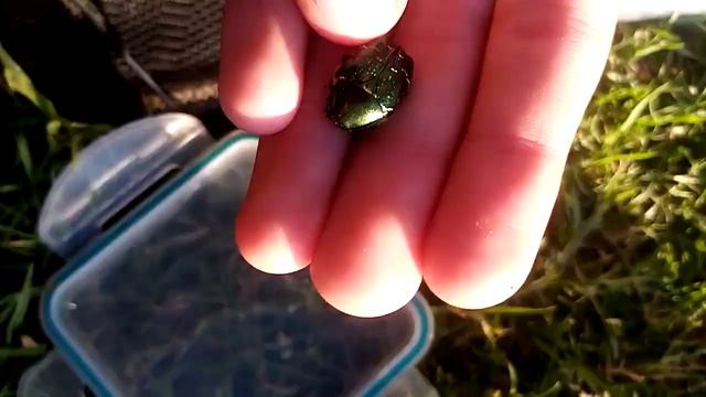 малолетние жуки смотреть онлайн