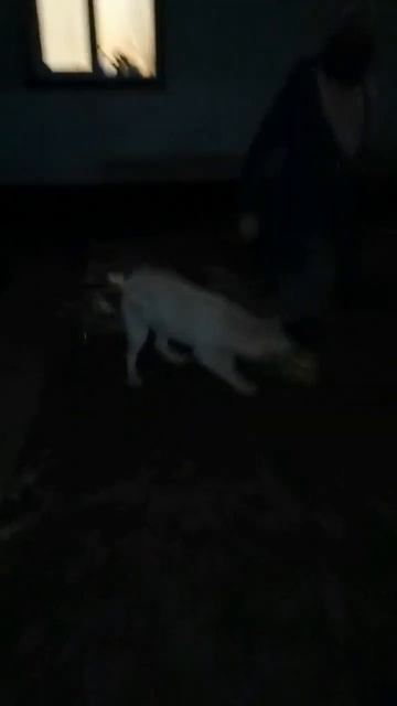 Победили пироплазмоз (бабезиоз) #labrador #dog #животные #shorts смотреть онлайн