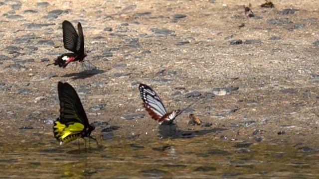 カバシタアゲハ(Papilio agestor)とキシタアゲハ(Troides aeacus)とベニモンアゲハ(Pachliopta aristolochiae) смотреть онлайн