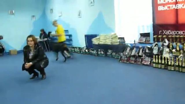 Кобели ч/п Класс чемпионов.MOV смотреть онлайн