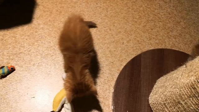 Бокопрыг и бокоход смотреть онлайн
