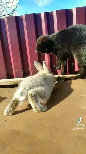 Знакомство кролика и кота #кролик смотреть онлайн