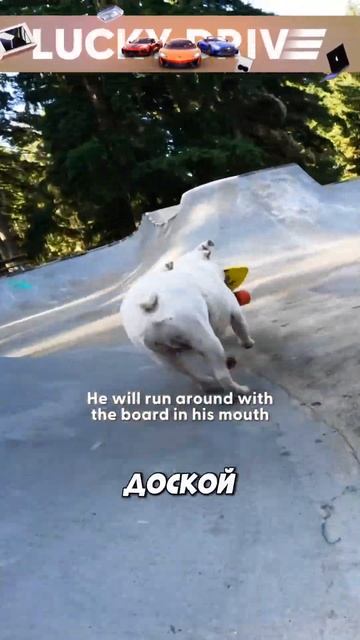 Очень талантливые пёсики😊 #животные #истории #история #новости смотреть онлайн