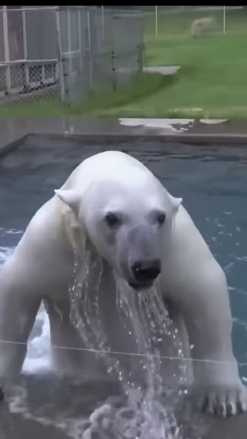 Единственный в мире человек, который не боится плавать с белым медведем. смотреть онлайн