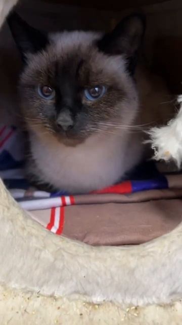 Сиамская кошка из приюта. Некрасовка🍍🐈⬛ смотреть онлайн