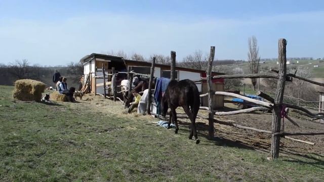 Неподалік Дніпропетровська організували притулок для коней та інших тварин «Пегас» смотреть онлайн