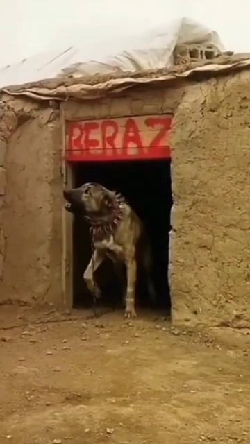 До и после взросления собак# ТУРЕЦКИЙ КАНГАЛ смотреть онлайн