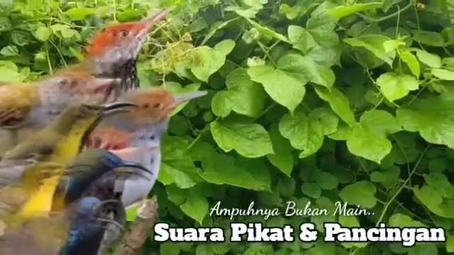 Suara Pikat Burung Prenjak Ribut+Sogon Nyerecet. Paling Andal.. смотреть онлайн