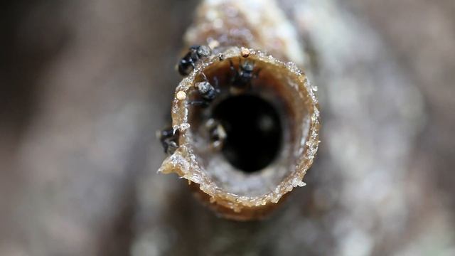 Peeking into the entrance of a STINGLESS BEE hive - Kuala Koh, Taman Negara, Peninsular Malaysia. смотреть онлайн