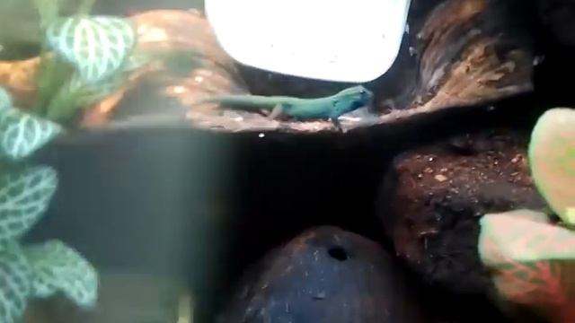 Lygodactylus williamsi feeding on fruitflies смотреть онлайн