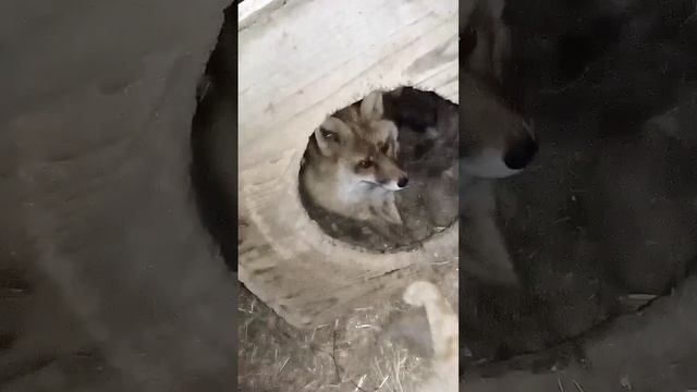 2047. Дикая лиса Маркиза и кот Амур, как погладить дикую лису с помощью кота. смотреть онлайн