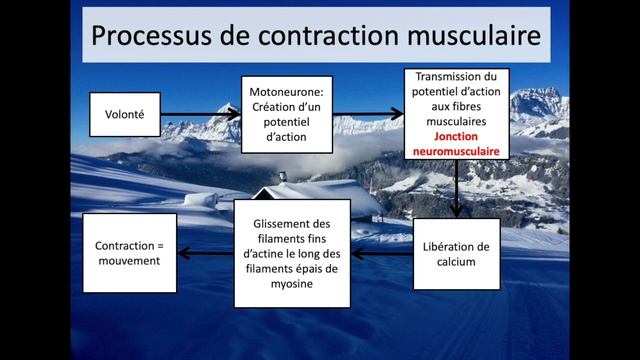 Bases de physiologie #2: le construction du geste, du mouvement réflexe au mouvement volontaire. смотреть онлайн