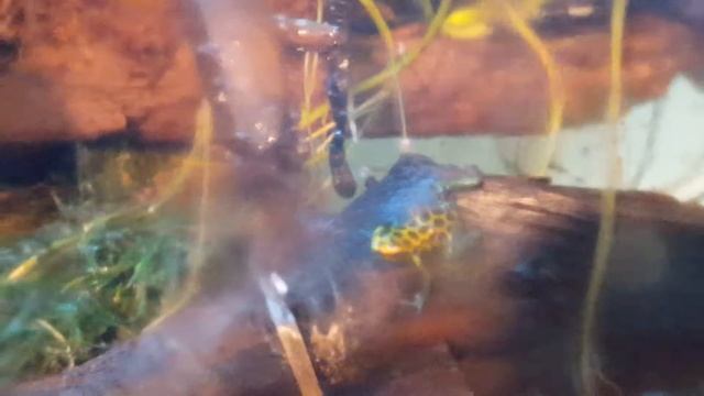 Dart Frogs: Ranitomeya Variabilis смотреть онлайн