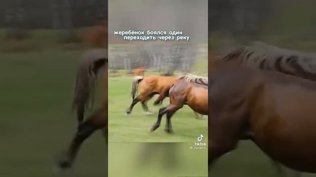 Лошади умные очаровательные смотреть онлайн