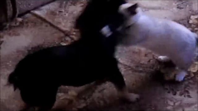Бой кошки и пса смотреть онлайн