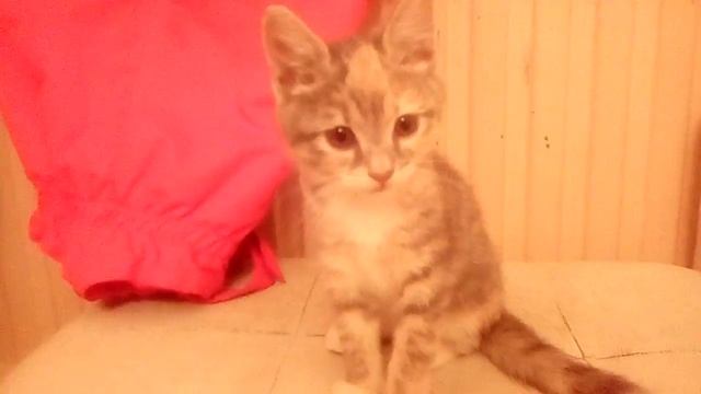 Моя кошка Мурка , извините видео случайно оборвалось !!! смотреть онлайн