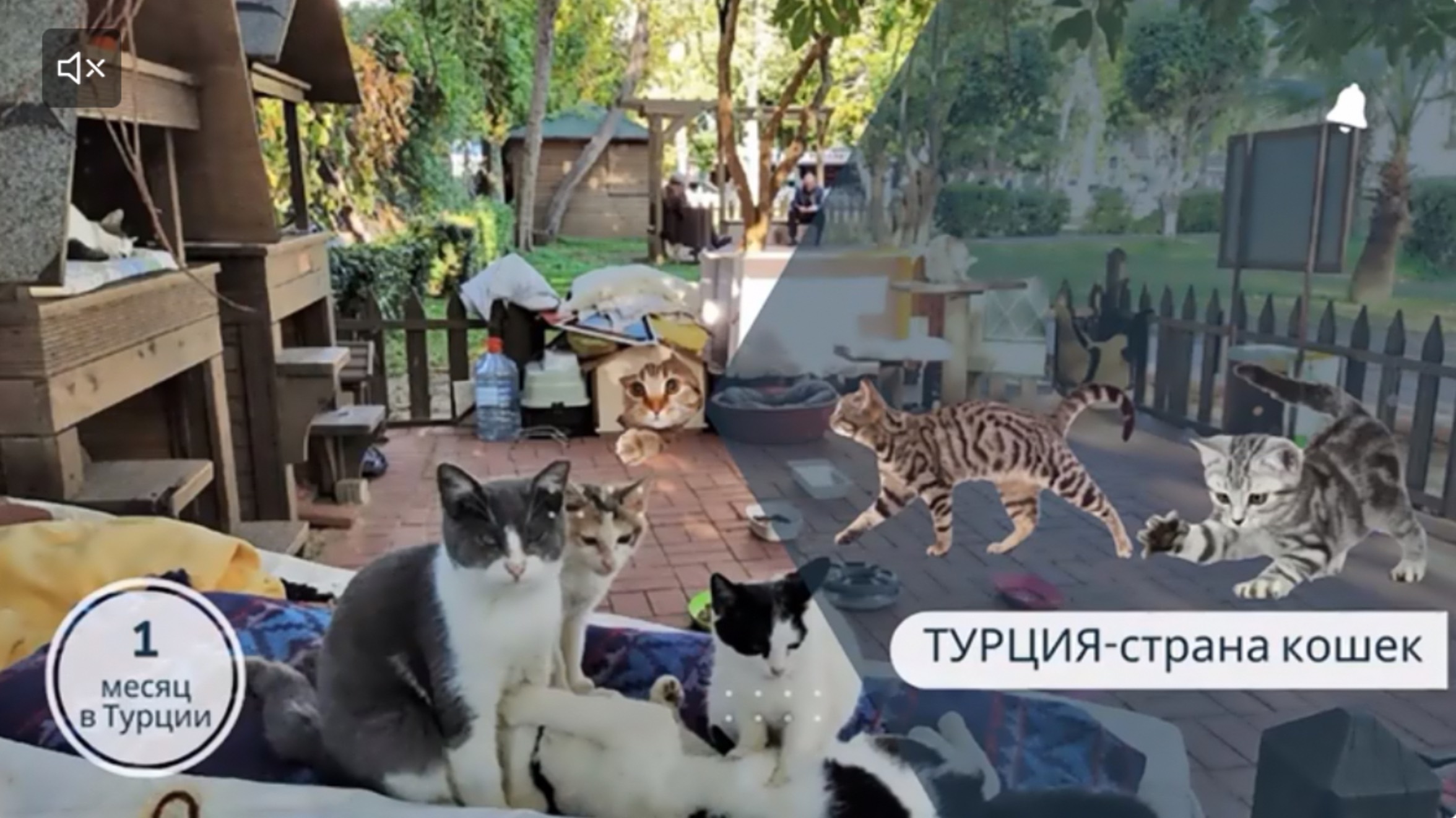 Кошкин дом- в ТУРЦИИ.
Священное животное. смотреть онлайн