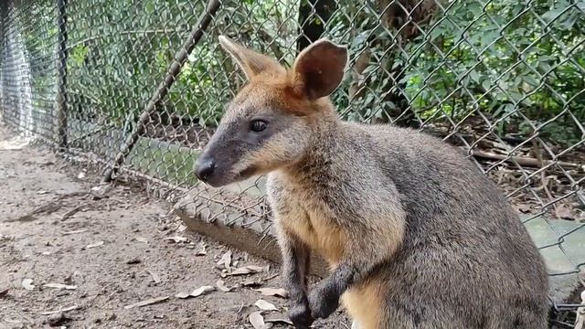 Коала Парк смотреть онлайн