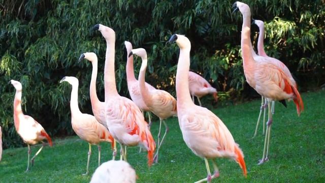 Pink Flamingo Amazing Video | Flamingo Closeup Video смотреть онлайн