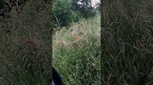 Бомжиха в кустах орет чё попало