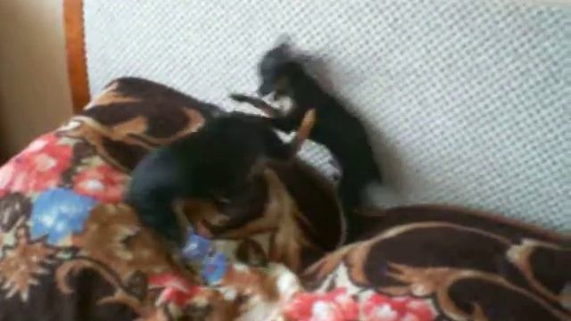 Той-терьеры Тоша и Матильда смотреть онлайн