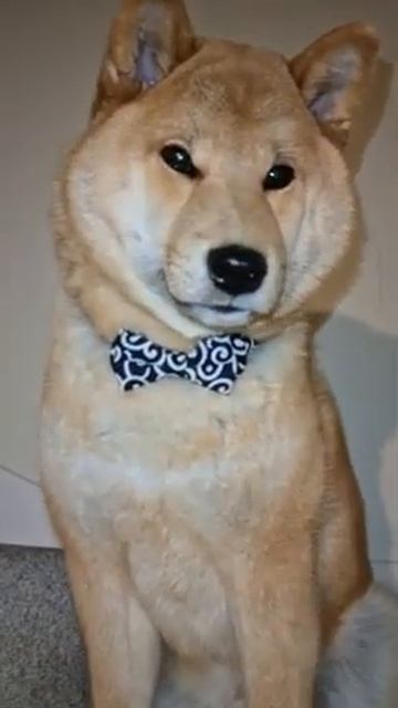 Kenshin in Wavy Bowtie смотреть онлайн