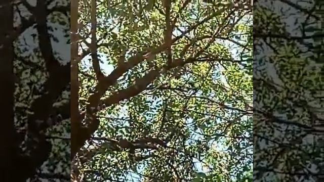 Сорока смотреть онлайн