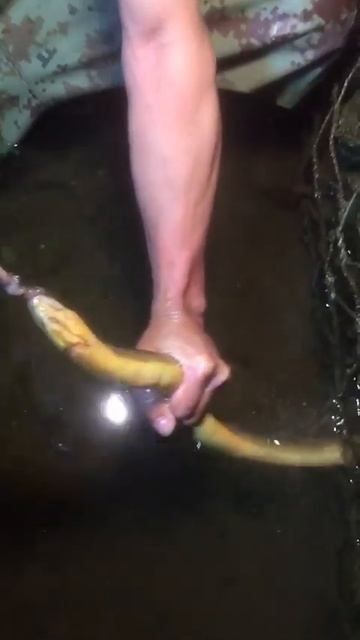 Eel catching,Eel catching and cooking, Eel catching oscar,Eel catching a fish,Eel catching by hand, смотреть онлайн