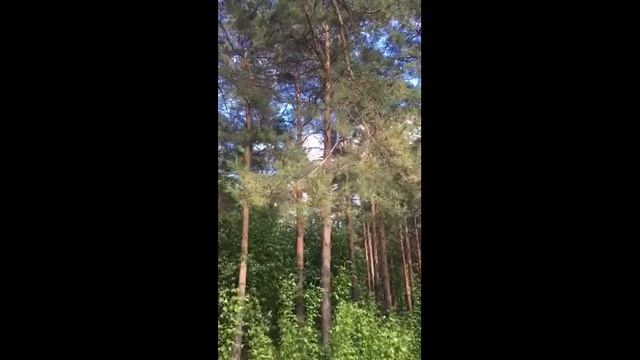 Лиса и Кабан смотреть онлайн