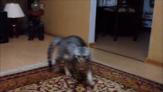 Кот быкует Cat you idiot! смотреть онлайн