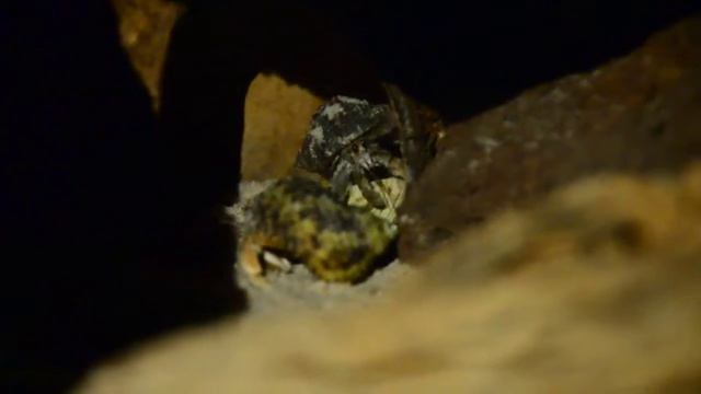 Two Ecuaroian Hermit Crabs bullying a Pink Coenobita Rugosus смотреть онлайн